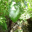 Image of Colocasia fontanesii Schott