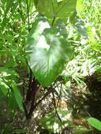 Imagem de Colocasia fontanesii Schott