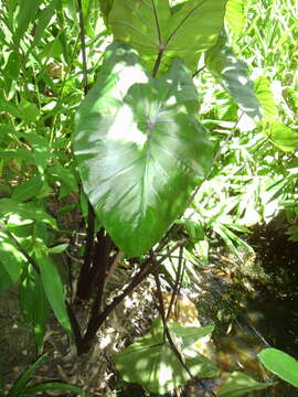 Image of Blackstem Taro