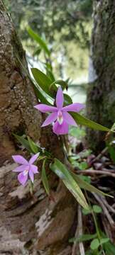 Image of Dimerandra emarginata (G. Mey.) Hoehne