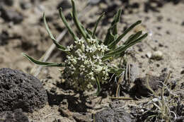 Image of dwarf milkweed