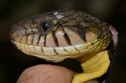 صورة Toxicodryas blandingii (Hallowell 1844)