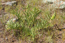 Image de Asclepias asperula subsp. capricornu (Woods.) Woods.