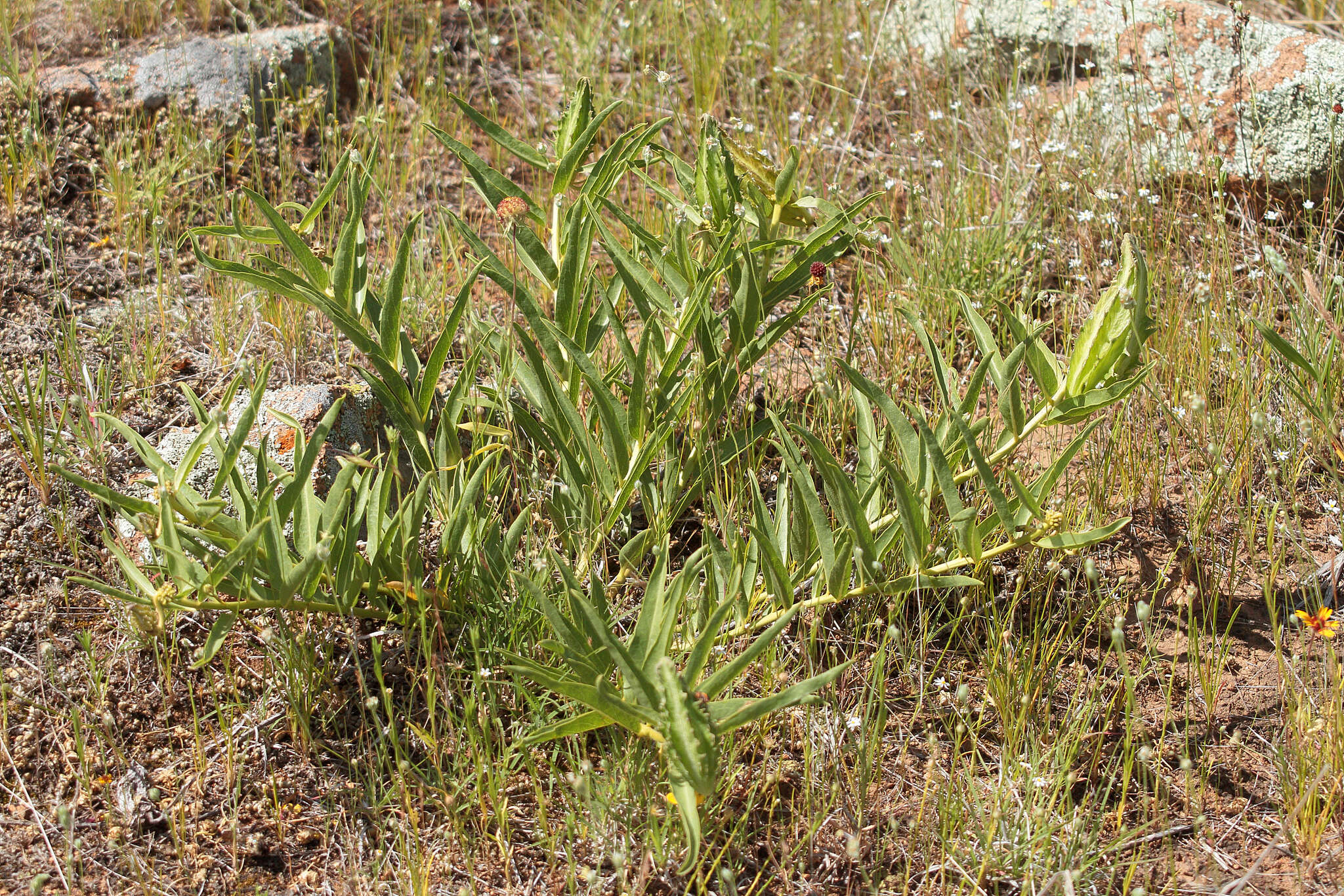 Слика од Asclepias asperula subsp. capricornu (Woods.) Woods.