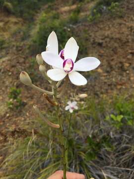 Image of Eriaxis rigida Rchb. fil.