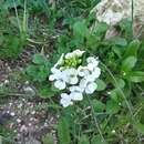 Image of Capsella grandiflora (Fauché & Chaub.) Boiss.