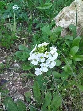 صورة Capsella grandiflora (Fauché & Chaub.) Boiss.