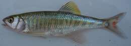 Image of Barred minnow