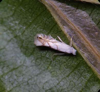 Phyllonorycter tenerella (de Joannis 1915)的圖片