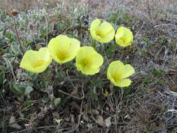 Слика од Papaver pulvinatum subsp. interius V. V. Petrovskii