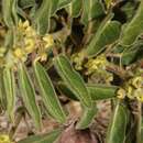 Image de Matelea boliviana G. Morillo