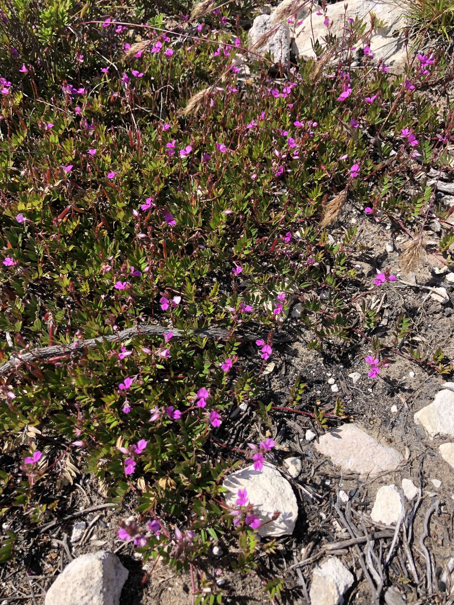 Imagem de Indigofera mundiana