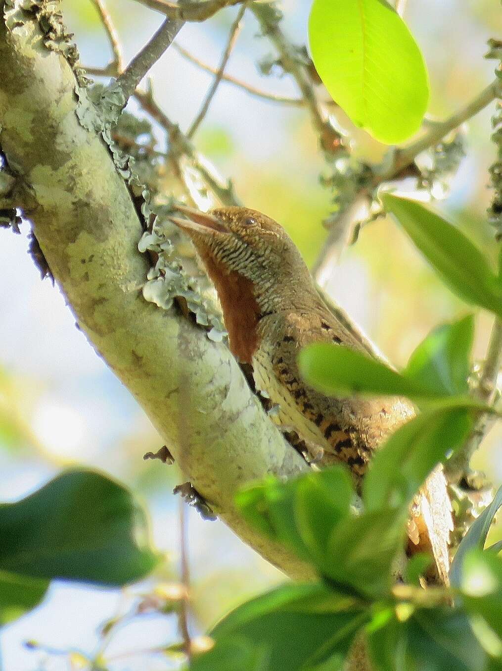 Image of Red-throated Wryneck