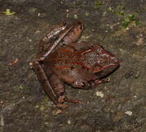 Image of Common Madagascar Frog