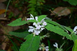 Matsumurella chinensis (Benth.) Bendiksby的圖片