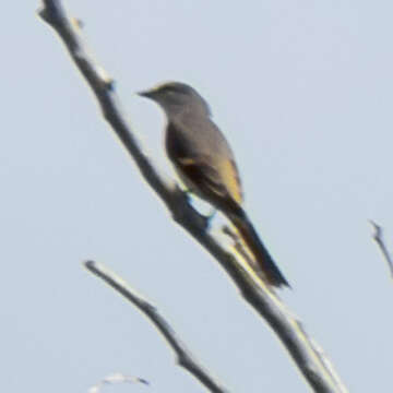 Image of Rosy Minivet