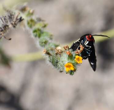 Image de Ctenucha brunnea Stretch 1872