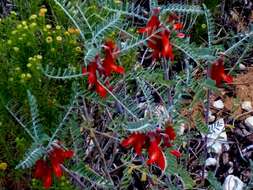 Image de Lessertia frutescens (L.) Goldblatt & J. C. Manning