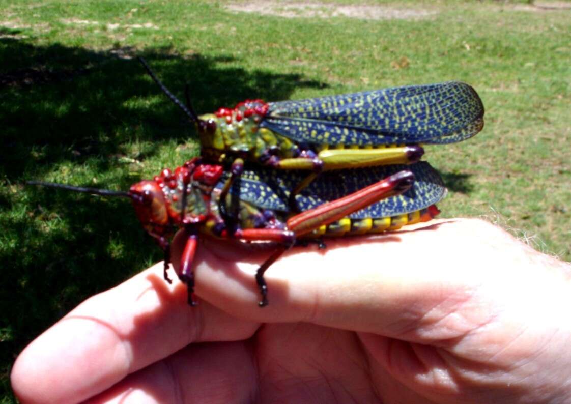 Plancia ëd Phymateus (Phymateus) morbillosus (Linnaeus 1758)