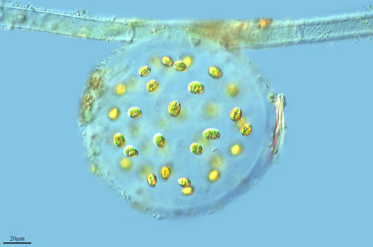 Image of Sphaerocystis