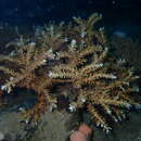 Image of Acropora awi Wallace & Wolstenholme 1998