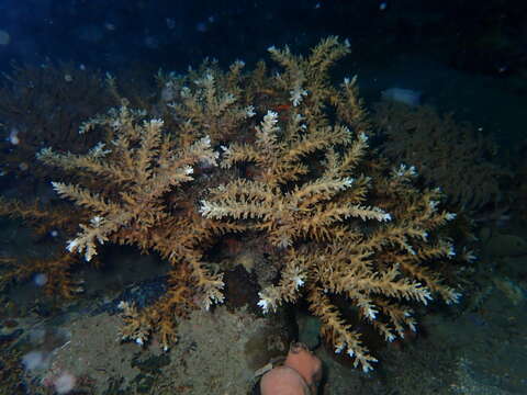 Image of Acropora awi Wallace & Wolstenholme 1998