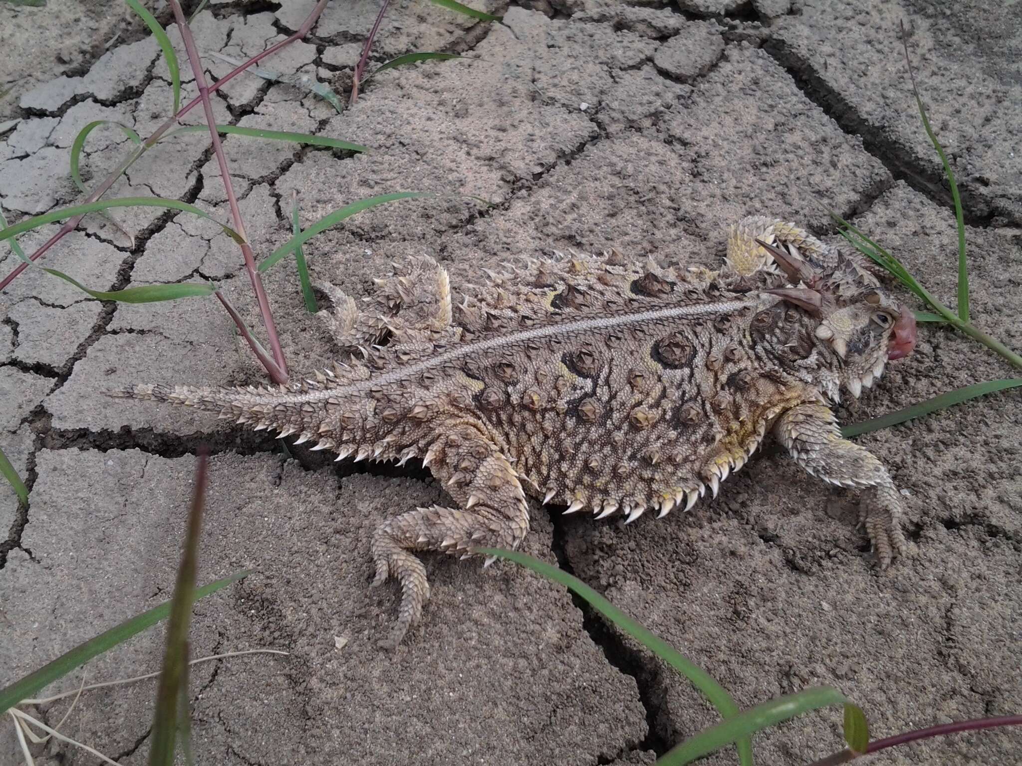 Image of Texas Horned Lizard