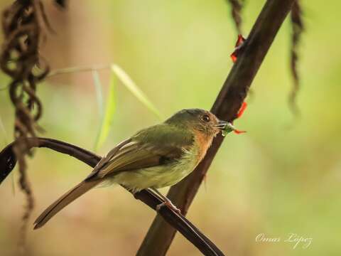 Image of Rufous-breasted Flycatcher