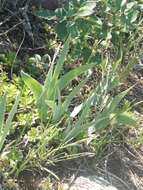 Image of Iris glaucescens Bunge