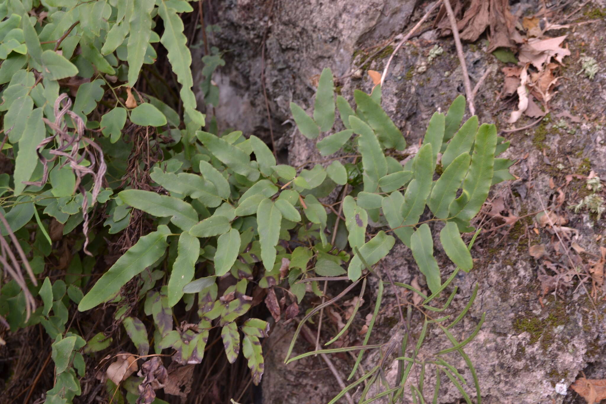 Image of Llavea cordifolia Lag.