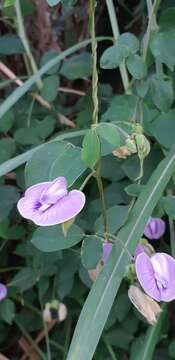 Image of flor de conchitas