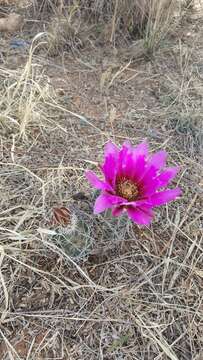 Image of pinkflower hedgehog cactus