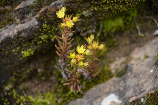 Imagem de Sedum multicaule Wall.