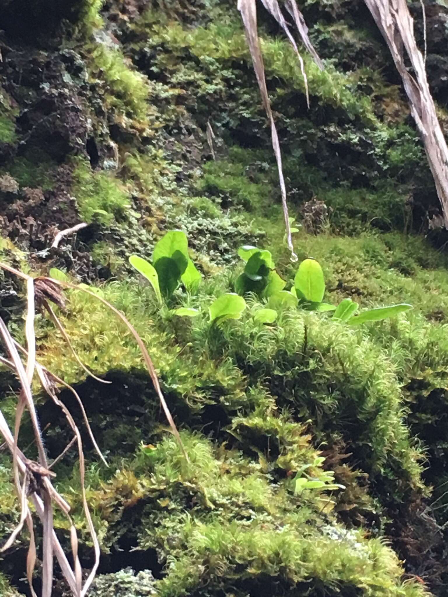 Image of Elaphoglossum skottsbergii Krajina