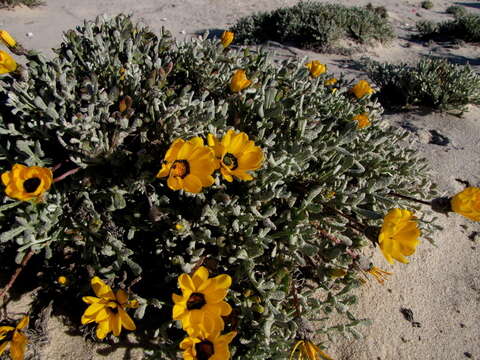 Image of Gazania splendidissima Mucina, Magee & Boatwr.