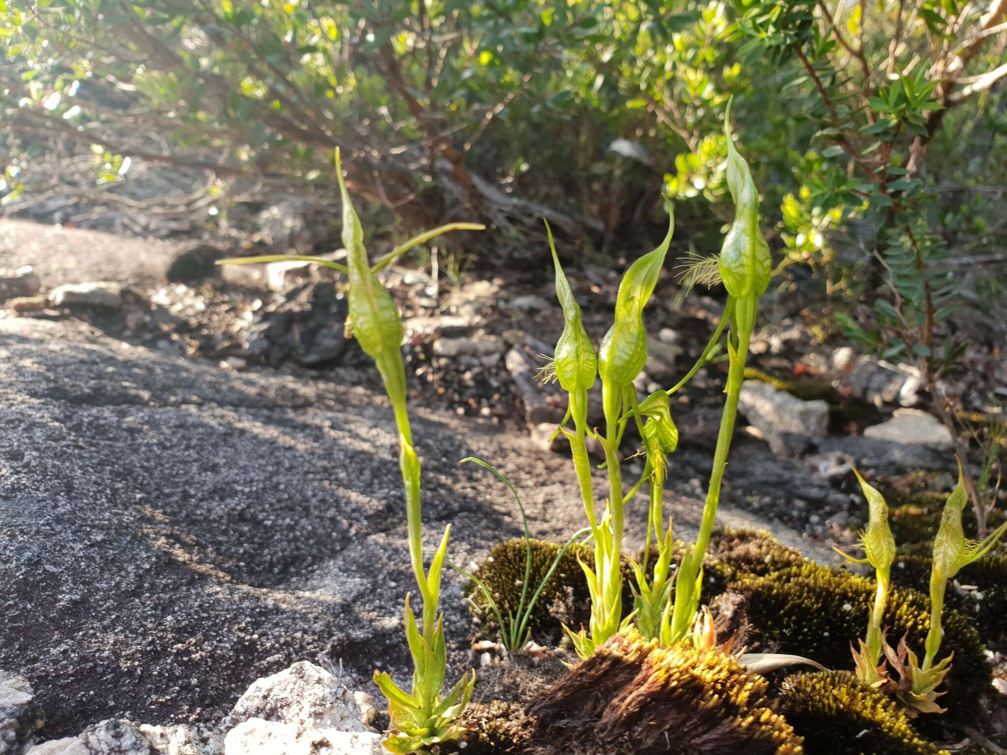 Image de Pterostylis saxosa