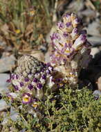 Image of Cistanche violacea (Desf.) G. Beck