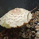 Image de Lepiota elaiophylla Vellinga & Huijser 1998