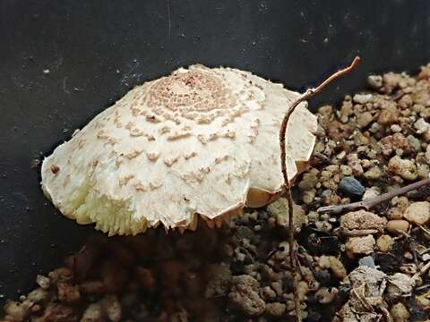 Image of Lepiota elaiophylla Vellinga & Huijser 1998