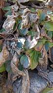 Image of Himalayan Bergenia