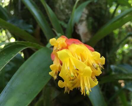 Guzmania nicaraguensis Mez & C. F. Baker的圖片