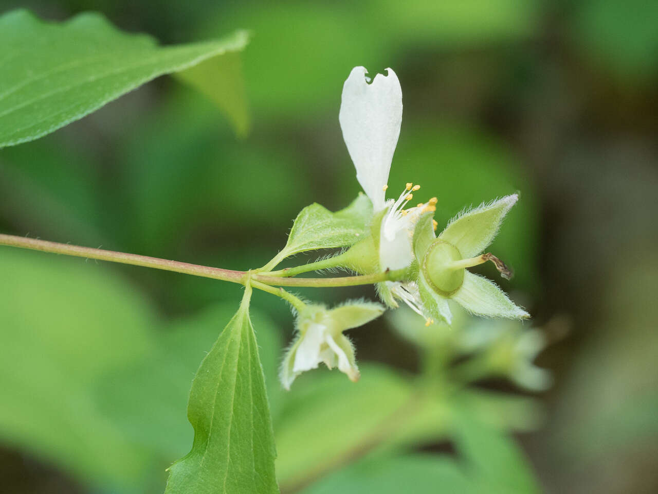 Image of scentless mock orange