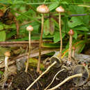 Image of Protostropharia luteonitens (Fr.) Redhead 2014
