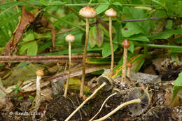 Plancia ëd Protostropharia luteonitens (Fr.) Redhead 2014