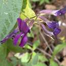 Image de Cologania procumbens Kunth