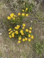 Image of Osteospermum scariosum var. integrifolium (Harv.) T. Norl.