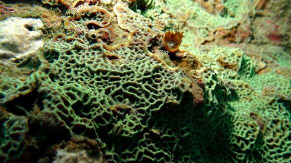 Image of Slender Lettuce Coral