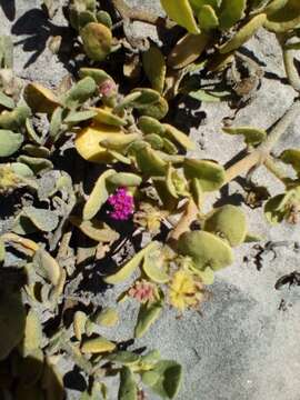 Image of Abronia maritima subsp. maritima