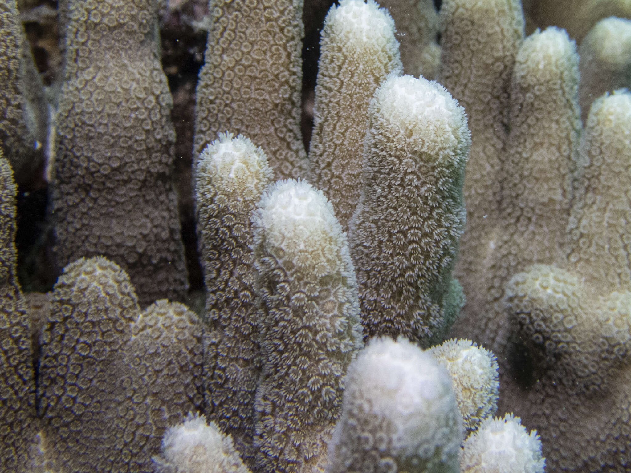 Image of Stony coral