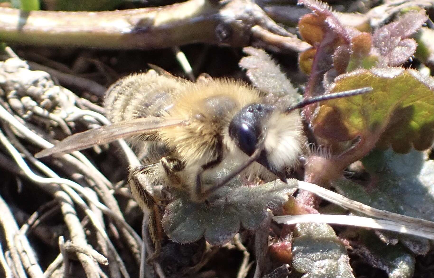 Image of Andrena gravida Imhoff 1832